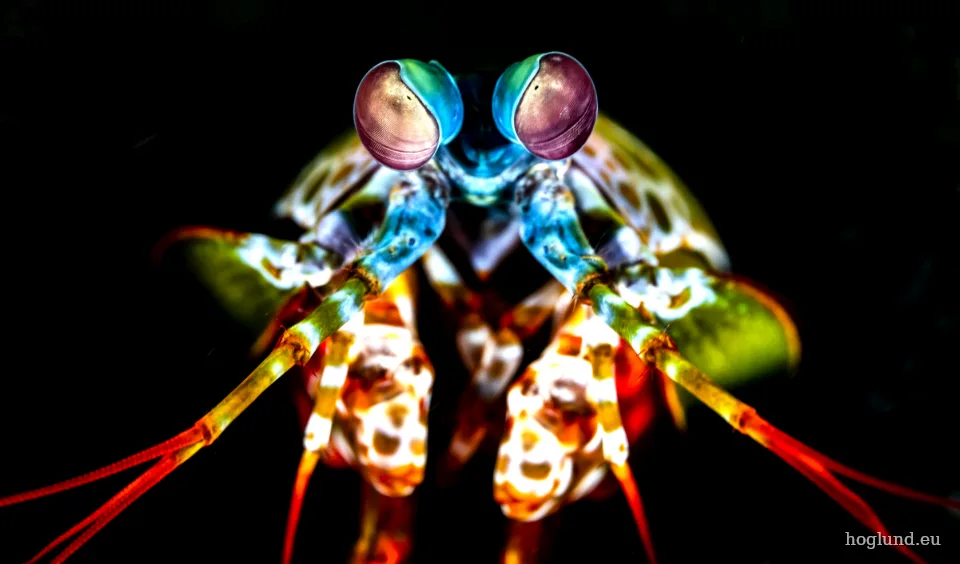 En färgglad mantisräka fotograferad framifrån mot mörk bakgrund, med blågröna, kupolformade ögon och långa röda antenner. Bilden är tagen vid Komodo i Indonesien i november 2024.